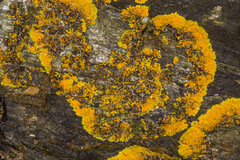 Variospora thallincola