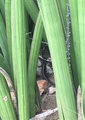 Trachylepis spilogaster