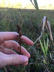 Spiranthes incurva