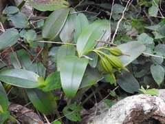 Guarianthe aurantiaca