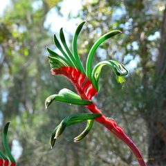 Anigozanthos manglesii