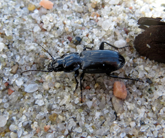 Pterostichus aterrimus