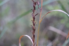 Platanthera lacera