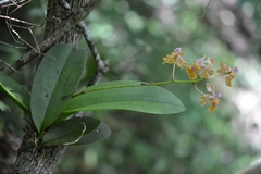 Trichocentrum andreanum