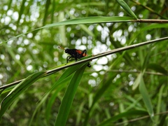 Protomydas rubidapex