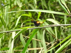 Protomydas rubidapex