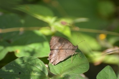 Pindis squamistriga