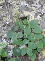 Peperomia lanceolatopeltata