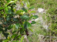 Securidaca diversifolia