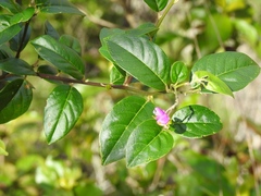 Securidaca diversifolia