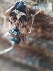 Scolopostethus thomsoni