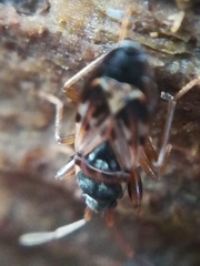 Scolopostethus thomsoni