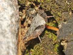 Tetrix ornata