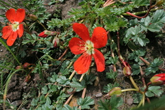 Hypseocharis pimpinellifolia