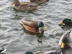 Anas platyrhynchos domesticus