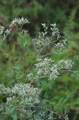 Eupatorium altissimum