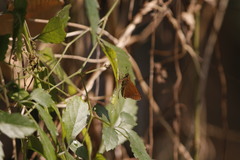 Caltoris cahira austeni