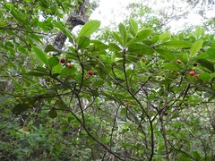 Psychotria erythrocarpa
