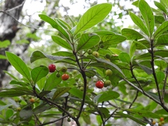 Psychotria erythrocarpa