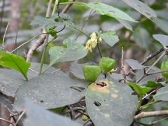 Physalis campechiana