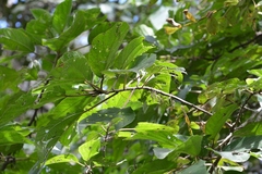 Myriocarpa longipes