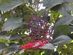 Cissus biformifolia
