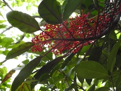 Cissus biformifolia