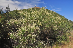 Ceanothus integerrimus integerrimus
