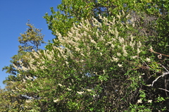 Ceanothus integerrimus integerrimus