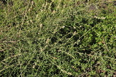 Ceanothus integerrimus integerrimus
