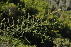 Ceanothus integerrimus integerrimus