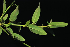 Ceanothus integerrimus integerrimus