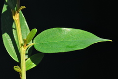 Ceanothus integerrimus integerrimus