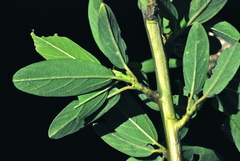 Ceanothus integerrimus integerrimus