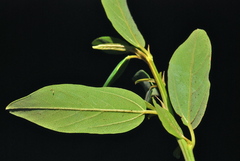 Ceanothus integerrimus integerrimus