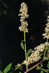 Ceanothus integerrimus integerrimus