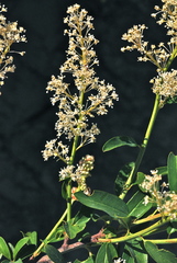 Ceanothus integerrimus integerrimus