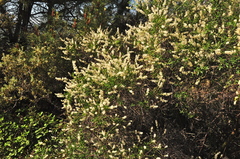 Ceanothus integerrimus integerrimus