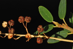 Ceanothus integerrimus integerrimus