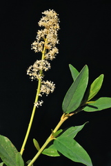 Ceanothus integerrimus integerrimus