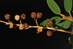 Ceanothus integerrimus integerrimus