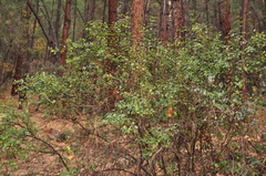 Ceanothus integerrimus macrothyrsus