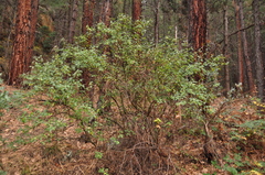Ceanothus integerrimus macrothyrsus