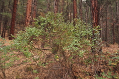 Ceanothus integerrimus macrothyrsus
