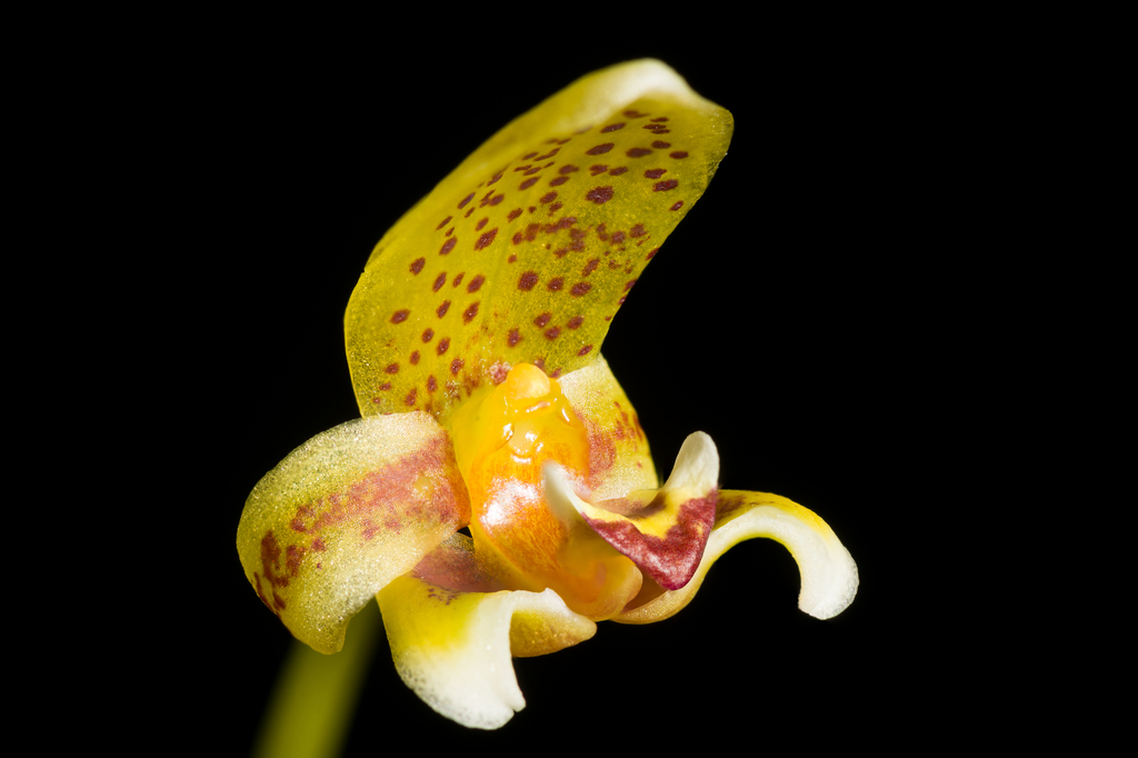 Bulbophyllum pteroglossum