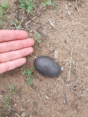 Nothoprocta perdicaria