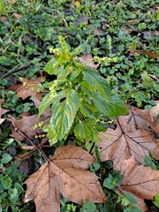 Mercurialis annua