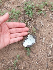 Nothoprocta perdicaria