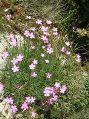 Dianthus pungens