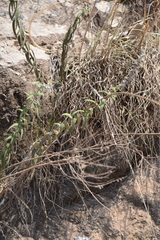 Salvia caeruleobracteata